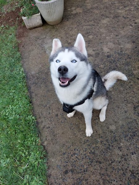 Éducateur comportementaliste canin Jonathan Poirier - photo 2
