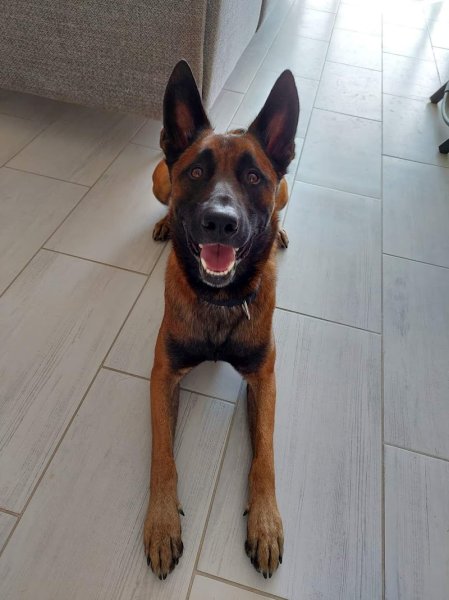 Éducateur comportementaliste canin Jonathan Poirier - photo 3