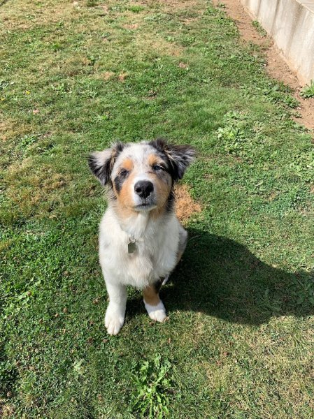 L'ACADÉMIE DES CHIENS MORBIHAN. ÉDUCATEUR CANIN VANNES
