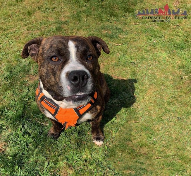 L'ACADÉMIE DES CHIENS MORBIHAN. ÉDUCATEUR CANIN VANNES - photo 2