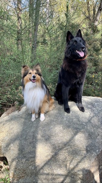 L'ACADÉMIE DES CHIENS MORBIHAN. ÉDUCATEUR CANIN VANNES - photo 3