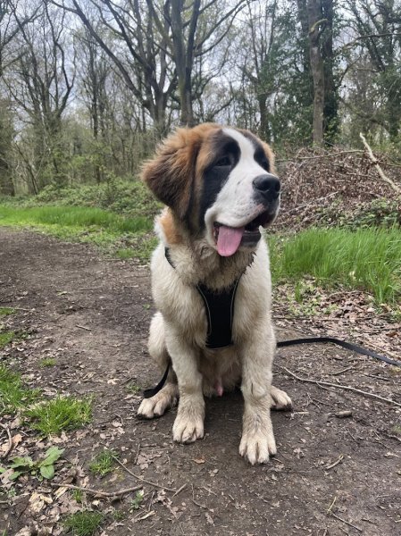 Eduka dog's - Educateur canin - photo 1