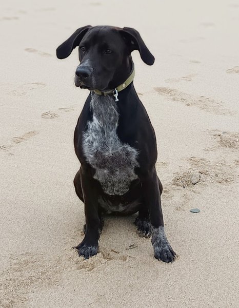 Eduka dog's - Educateur canin - photo 2