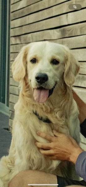 Eduka dog's - Educateur canin - photo 3