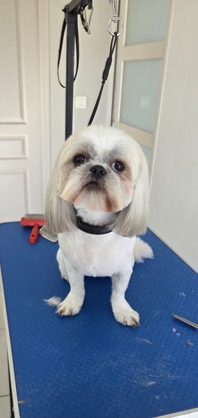 Douceur canin à domicile - photo 1