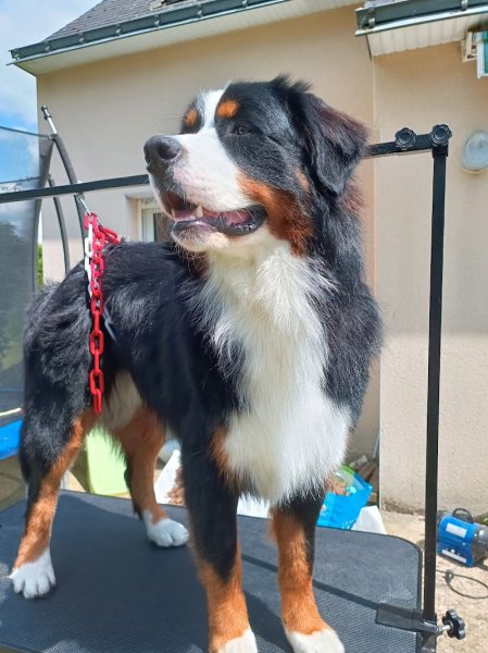 Douceur canin à domicile - photo 2