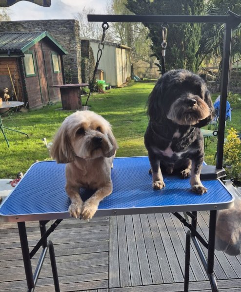 Douceur canin à domicile - photo 3