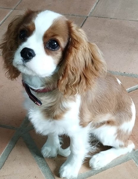 Les gardiens du mont élevage de chiens Cavaliers King Charles - photo 1