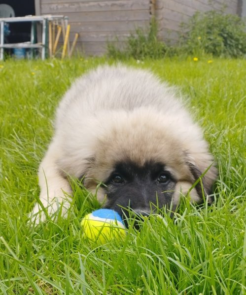 Les gardiens du mont élevage de chiens Cavaliers King Charles - photo 2