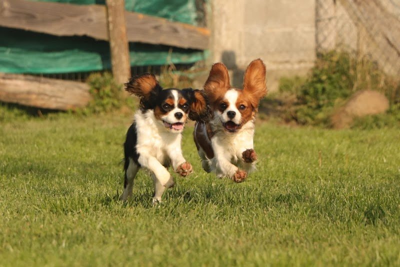 Les gardiens du mont élevage de chiens Cavaliers King Charles - photo 3