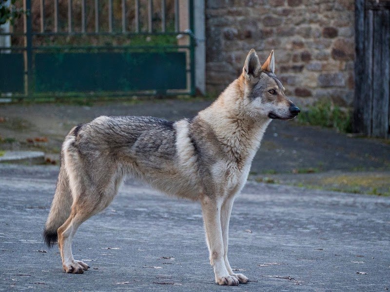 Elevage du Domaine de Ragnarök - Chien loup tchécoslovaque LOF, lignées pures