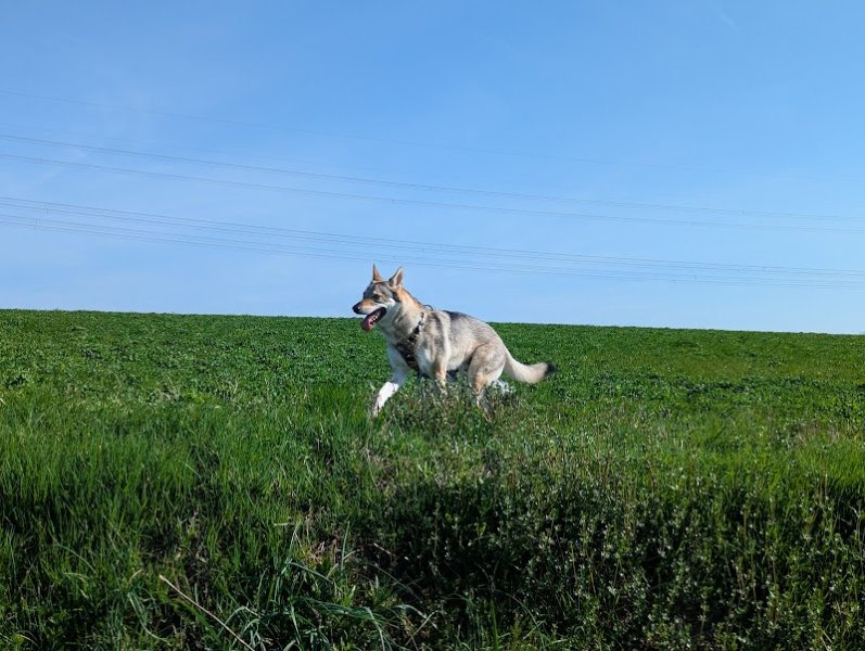 Elevage du Domaine de Ragnarök - Chien loup tchécoslovaque LOF, lignées pures - photo 2
