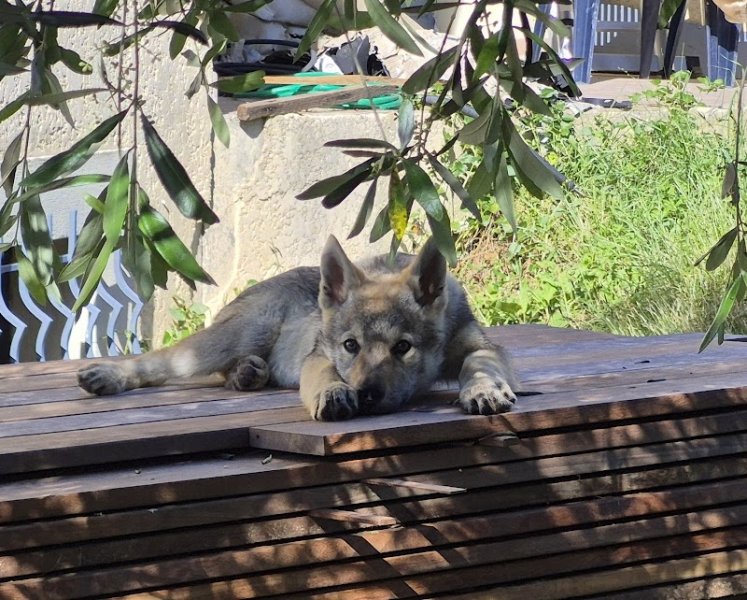 Elevage du Domaine de Ragnarök - Chien loup tchécoslovaque LOF, lignées pures - photo 3