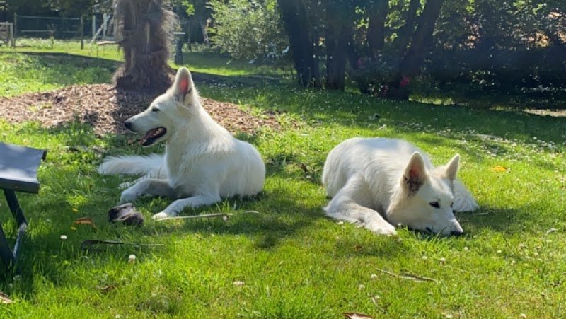 La Gare des chiens - photo 1