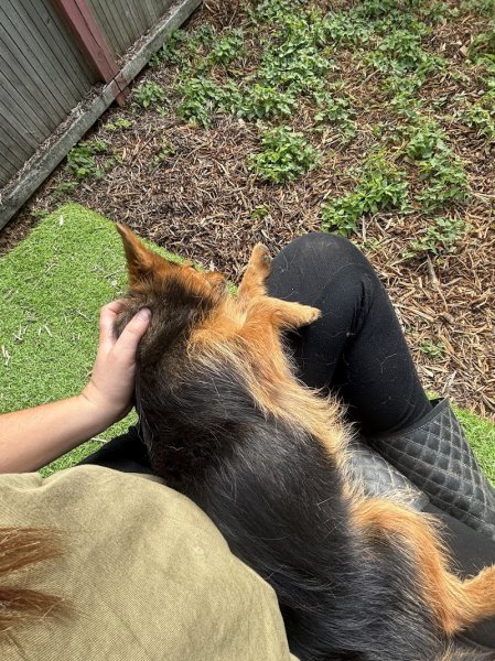 La Gare des chiens - photo 2