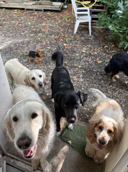 La Gare des chiens - photo 3