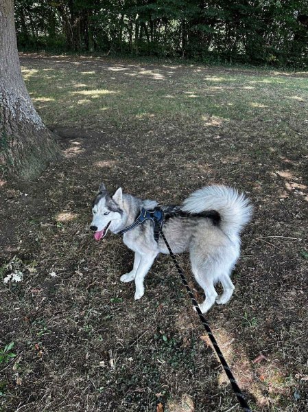 Océ'canin - photo 3