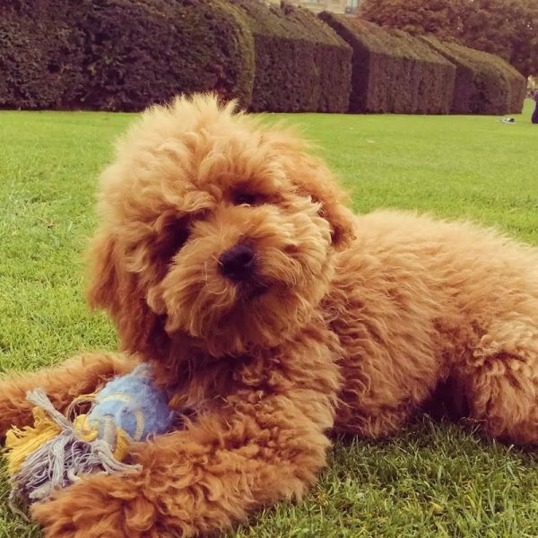 Élevage Canin Des Vallons De Haute Bretagne