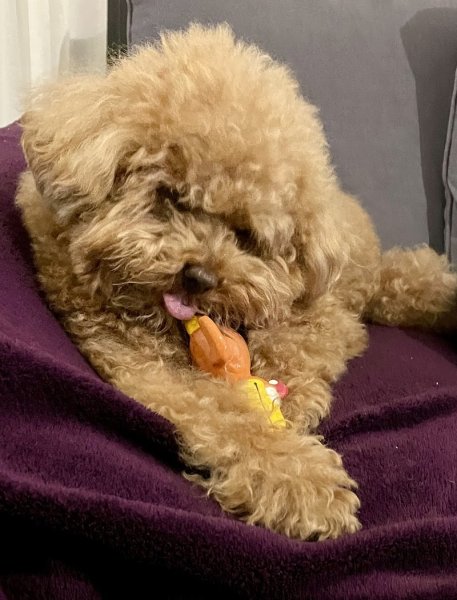 Élevage Canin Des Vallons De Haute Bretagne - photo 2