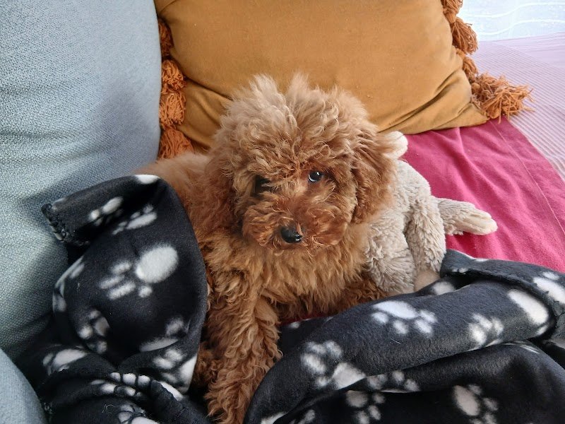 Élevage Canin Des Vallons De Haute Bretagne - photo 3