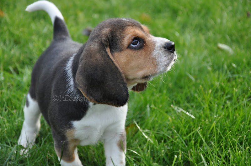 Chenil de l'Ecotay : Elevage et Pension canine - photo 1