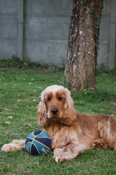 Chenil de l'Ecotay : Elevage et Pension canine - photo 2