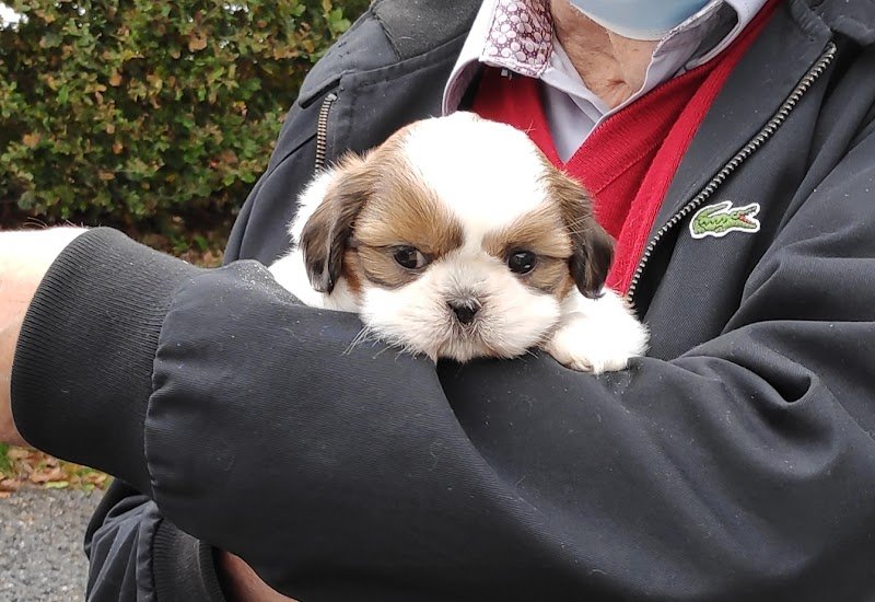 Chenil de l'Ecotay : Elevage et Pension canine - photo 3