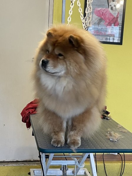 Au Caprice du Chien - photo 1