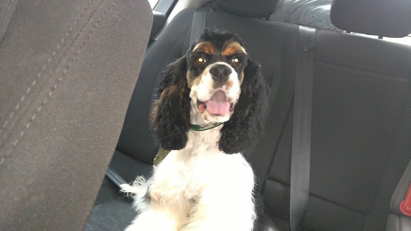 Au Caprice du Chien - photo 2