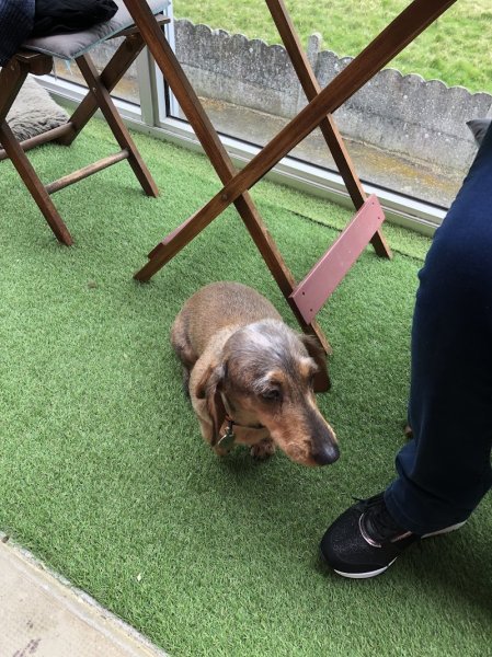 Au Caprice du Chien - photo 3