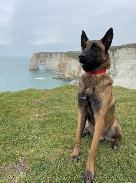 ABAMA CARE - Education canine