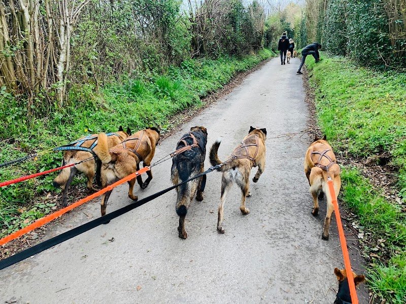 ABAMA CARE - Education canine - photo 2