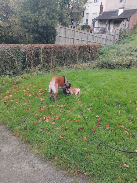 Canis Disciplina, éducation et comportementalisme canin - photo 1