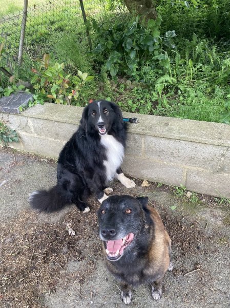 Canis Disciplina, éducation et comportementalisme canin - photo 2