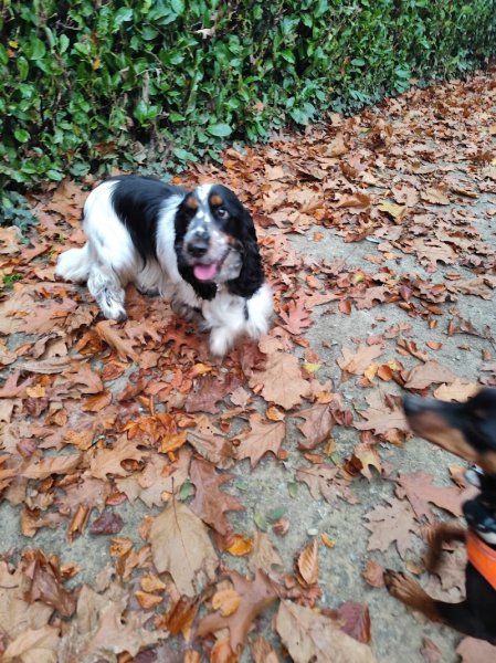 Canis Disciplina, éducation et comportementalisme canin - photo 3