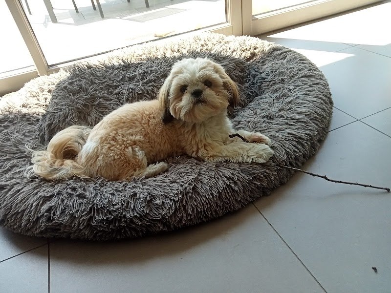 Eva'sion dog and cat - Pet sitting - photo 1