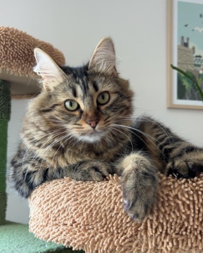 Eva'sion dog and cat - Pet sitting - photo 2