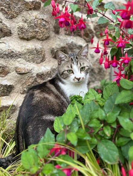 Eva'sion dog and cat - Pet sitting - photo 3