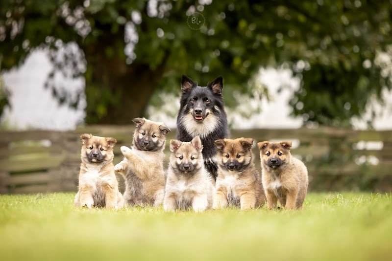 Ars Viking Elevage canin - photo 1