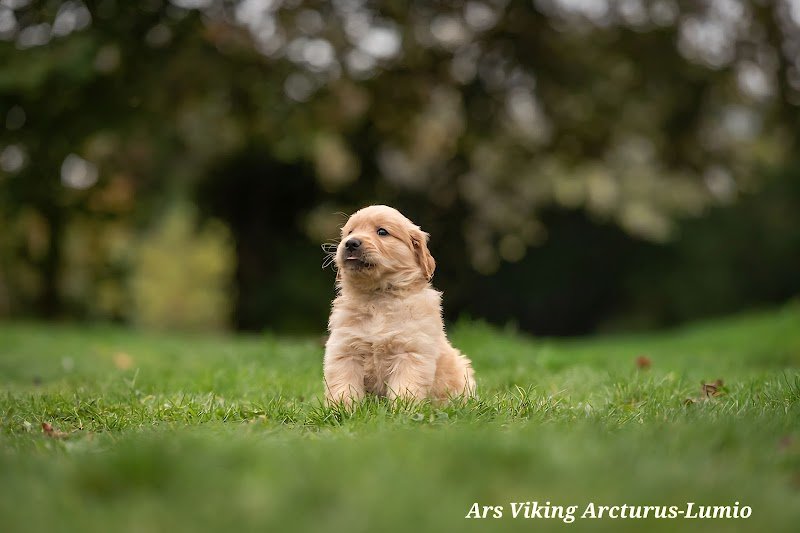 Ars Viking Elevage canin - photo 2