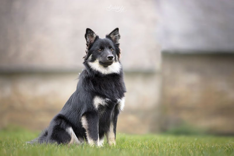 Ars Viking Elevage canin - photo 3