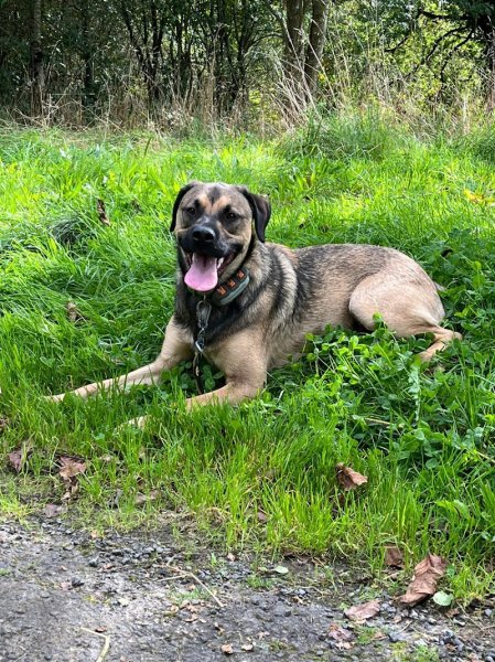 Pension de Vil Chien - photo 1