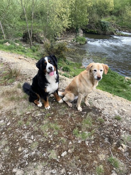 Pension de Vil Chien - photo 2