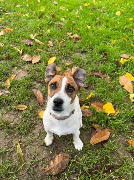 Pension de Vil Chien - photo 3