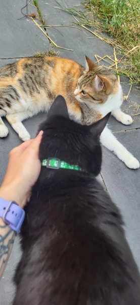 Dans ton regard comportementaliste animalier éducateur canin