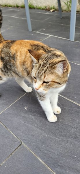 Dans ton regard comportementaliste animalier éducateur canin - photo 2
