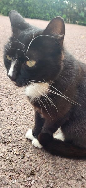 Dans ton regard comportementaliste animalier éducateur canin - photo 3