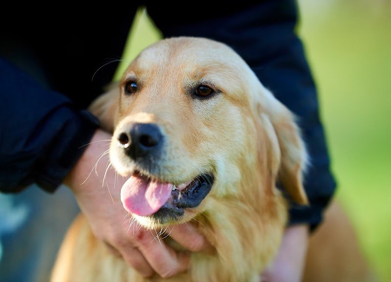 Canisform Center / Education, Pension, Croquettes pour chiens - photo 1