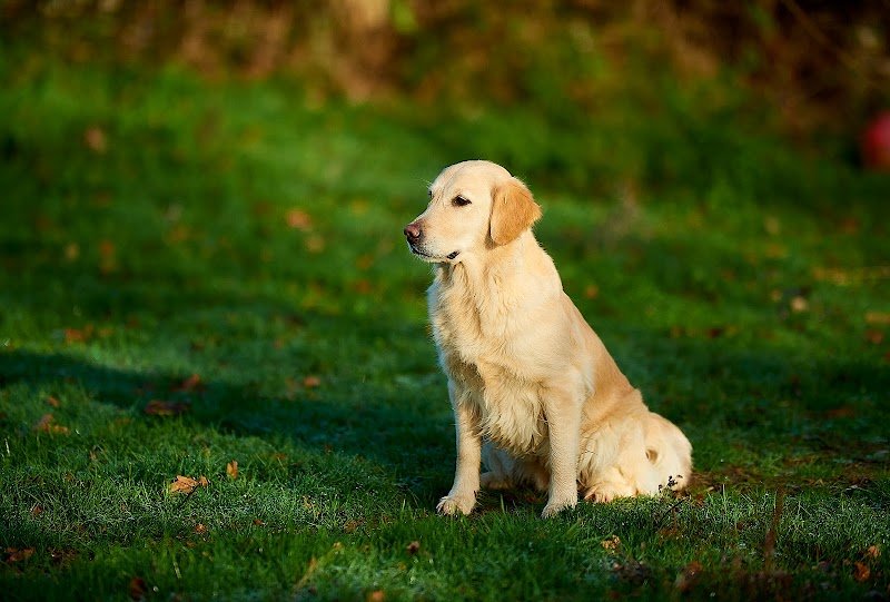 Canisform Center / Education, Pension, Croquettes pour chiens - photo 2