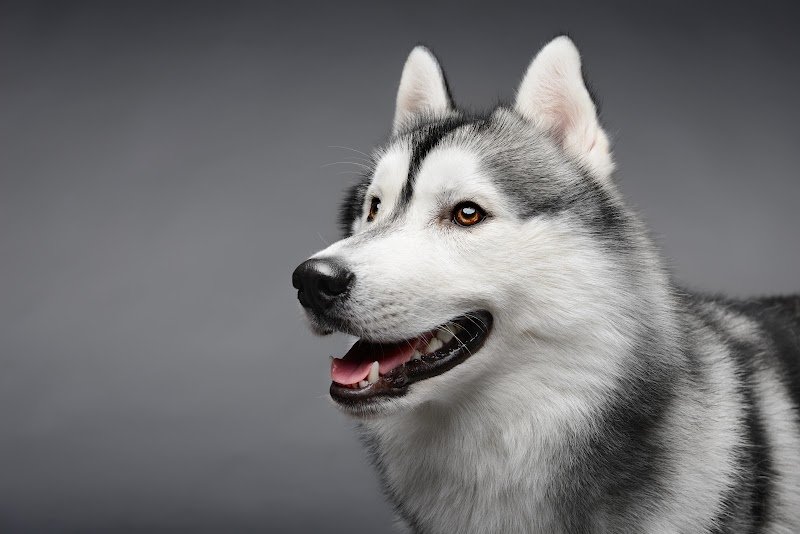 Vardruina, éducateur canin, coach comportementaliste animalier en Mayenne 53 - photo 3